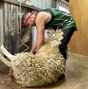 TAFE NSW helps bolster New England shearing numbers
