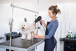 Free dog grooming course launched at TAFE NSW Mudgee