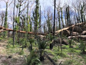 TAFE Digital bush regeneration course offers lifeline to bushfire-hit communities