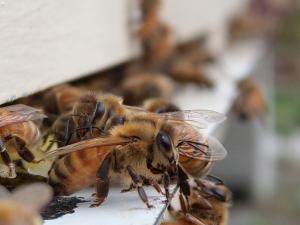 TAFE NSW Wollongbar to be the new honey hub