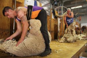 New course to help clip shearer shortage at Hay