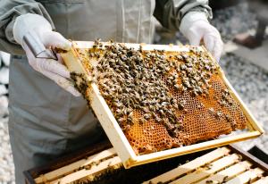 TAFE NSW caters to surge in Beekeeping on the Mid North Coast