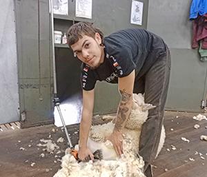 TAFE NSW provides pathway to lucrative shearing careers