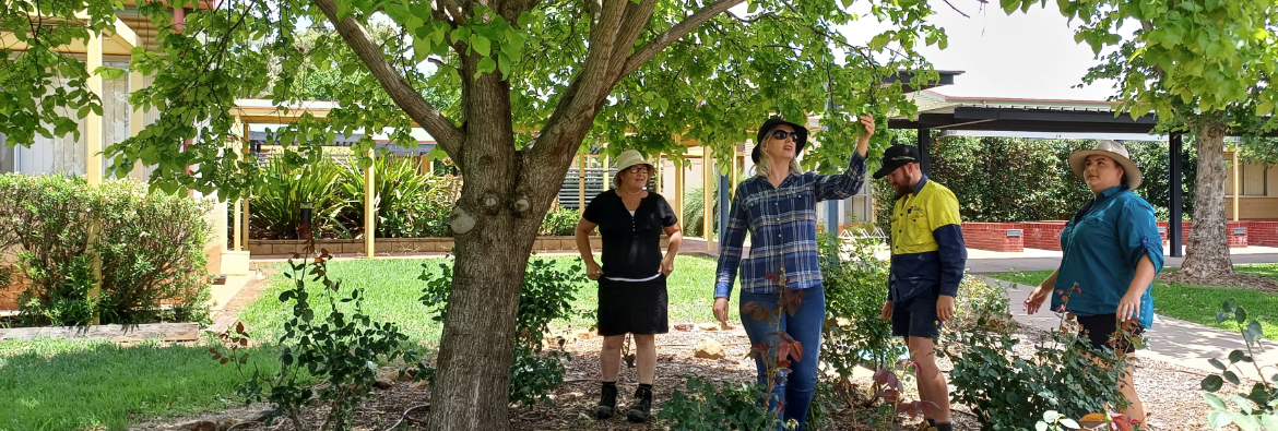 Drought-proof your garden with tips from TAFE NSW Horticulture experts