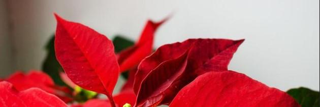 TAFE NSW floristry expert shares festive floral tips to get more bang for your buck