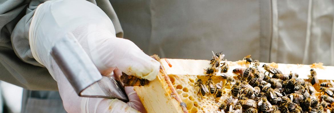 TAFE NSW caters to surge in Beekeeping on the Mid North Coast