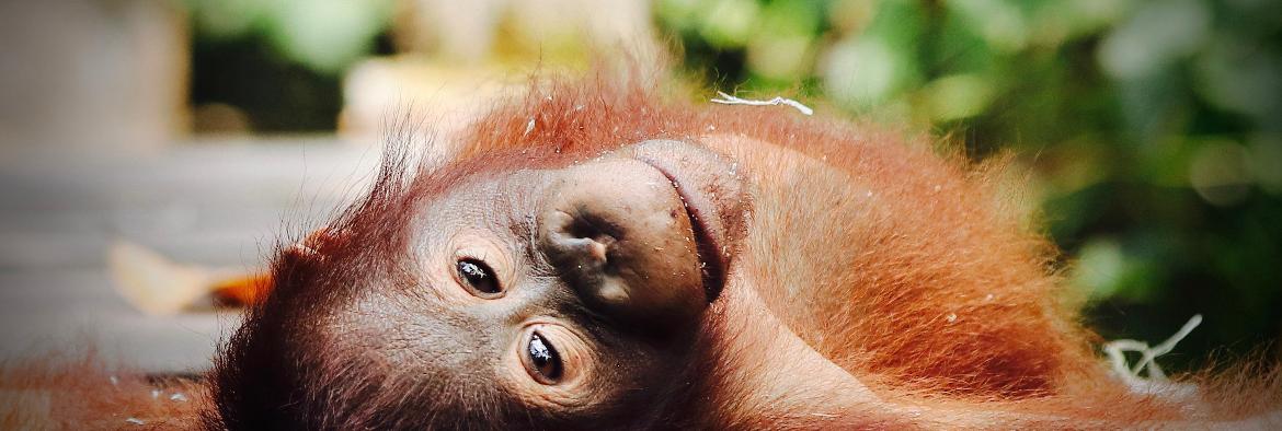 Four fun facts about Orangutans