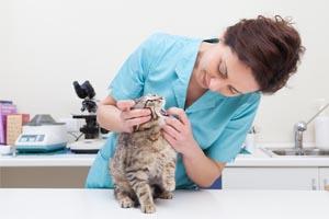 Start your career in Animal Care and Management