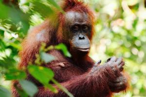Four fun facts about Orangutans